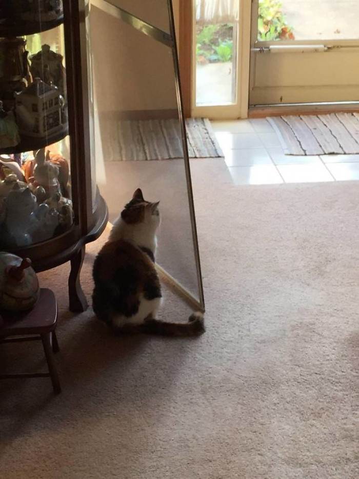 This cat thinks the door has been moved...