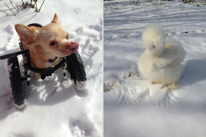 Penny and Roo Playing in Snow