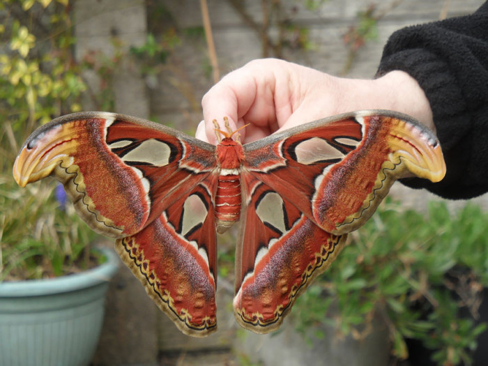 Attacus Atlas After