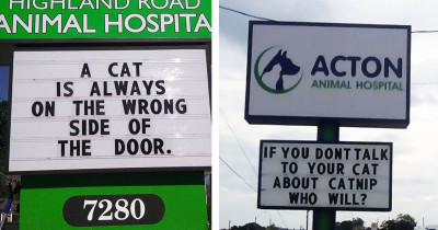 30 of the Funniest Cat Jokes That You Can Find on Vet Clinic Signs, and They Are All Hilarious
