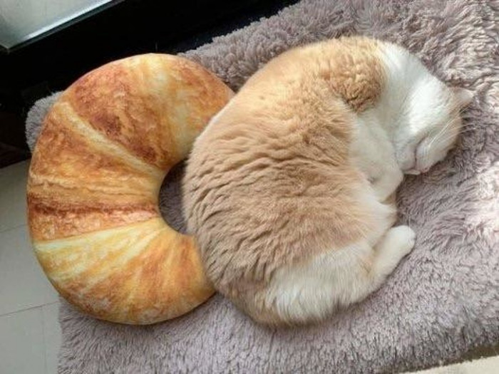 5. Cat cosplaying as a croissant