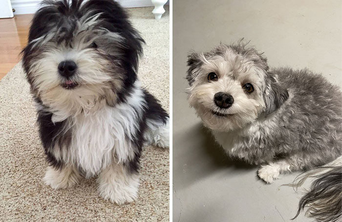 3. "Help Me! My Mom Did My Grooming. I Was in Desperate Need About 4 Weeks Ago. I Look Like a Chinchilla"