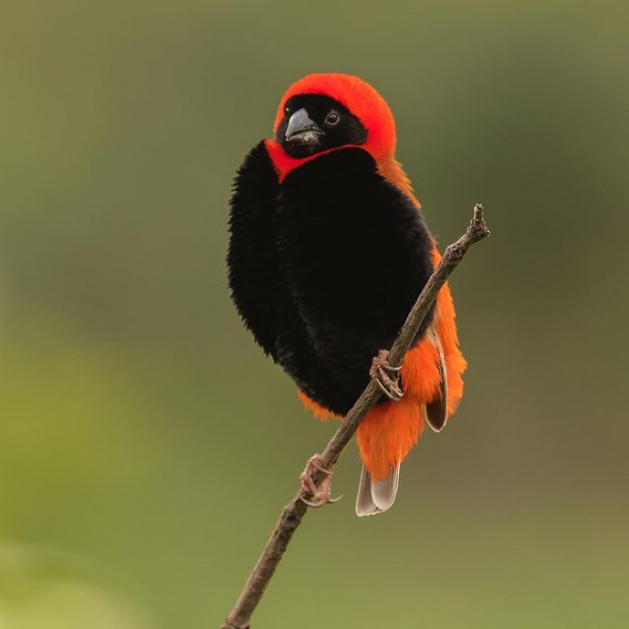 Southern Red Bishops resemble their Northern counterparts, besides the absence of a black hat on the top of their heads.