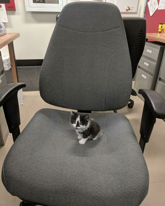 32. Bring Your Kitten To Work Day