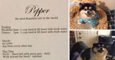 This Dog Sitter Finds Hilarious List of Rules for Aunt's Dog