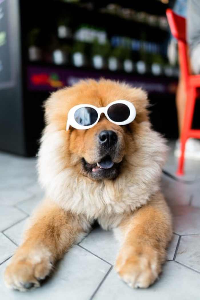 6. Dogs need alpha