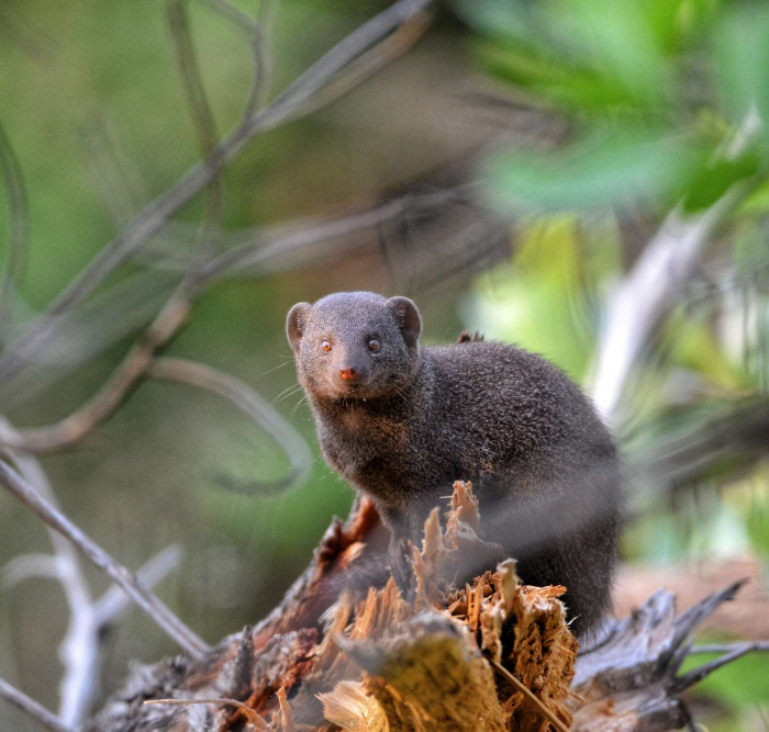 As a matter of fact, Chanderpal was able to identify the strange animal when their car inched closer to it.