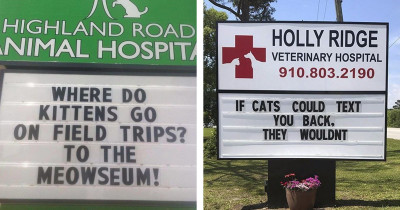These Hilarious Signs At Vet Offices About Cats Are Spot-On