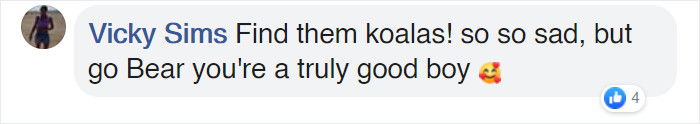 Dedicated dog assisting wildlife rescuers to locate injured koalas.
