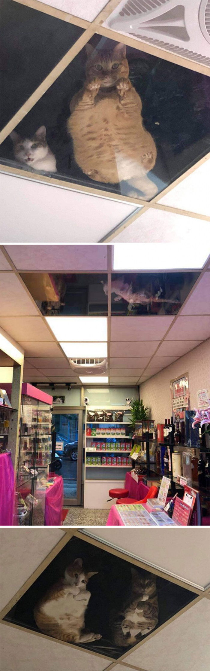 5. This shop owner installed glass ceilings so the cats can look down on him and it's cool for the cats but also terrifying at the same time!