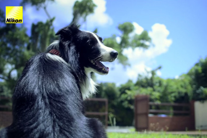 Dog Wears Camera That Gets Triggered Whenever He Gets Excited According