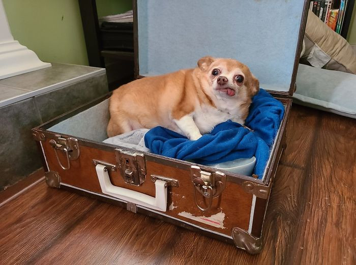 16. "I'm housesitting for some family friends, and they mentioned they're dogsitting, no details. Meet Princess, she's toothless, sleeps in an old suitcase, and... yes, she's chubby. Look, we just met. I can't judge."