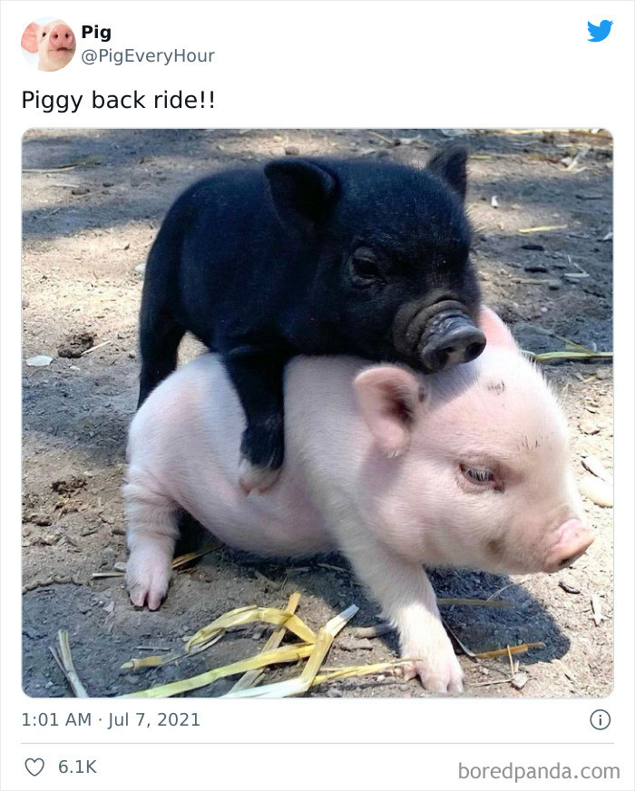 33. Literal Piggy Back Ride
