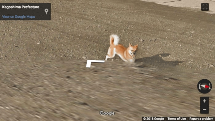 Our last view of this cutie :)