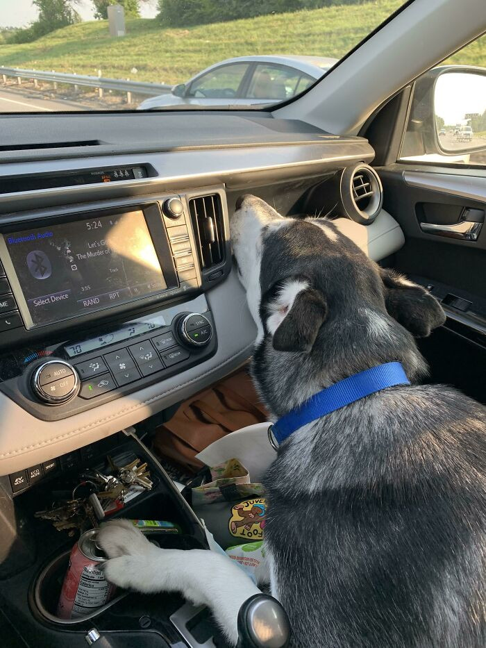 30. "First Day Of Doggy Daycare. Fell Asleep Like This For The Entire Ride Home"