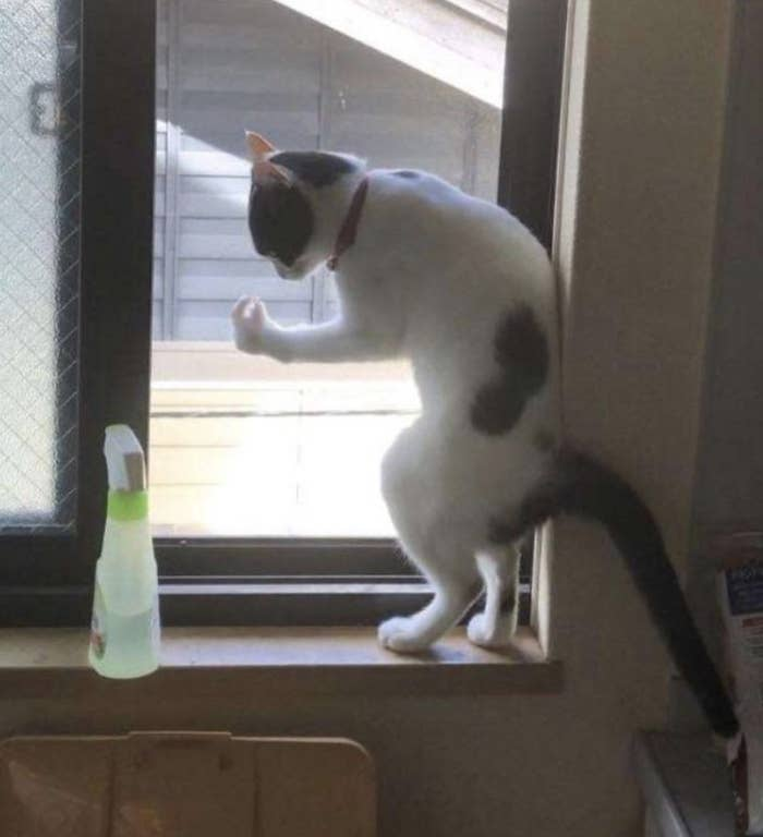1. Is this cat contemplating life choices, or trying to speak Italian?