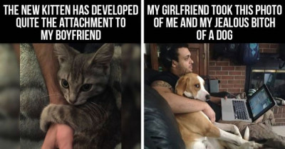 10+ People Whose Pets Shamelessly Stole Their Significant Others