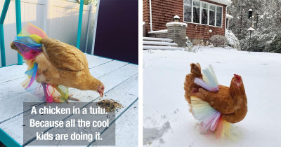 Photos Of Chickens In Tutus Prove Fashion Is For All Species