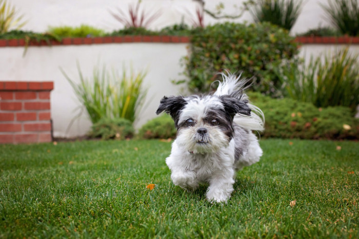 13. Maddie, an adorable Shih Tzu, was just what a 75-year-old widow needed to help him cope with depression and anxiety.