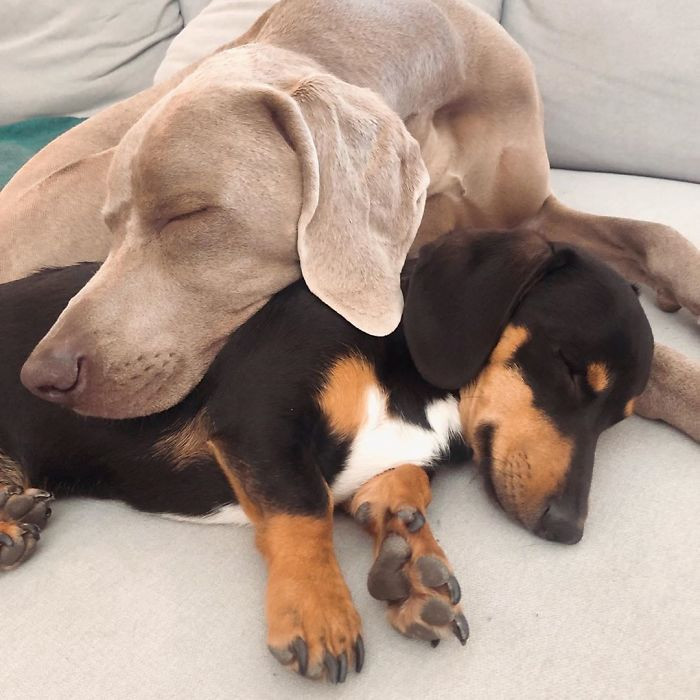 They play wrestle together, and Arnold doesn’t fear he will get hurt