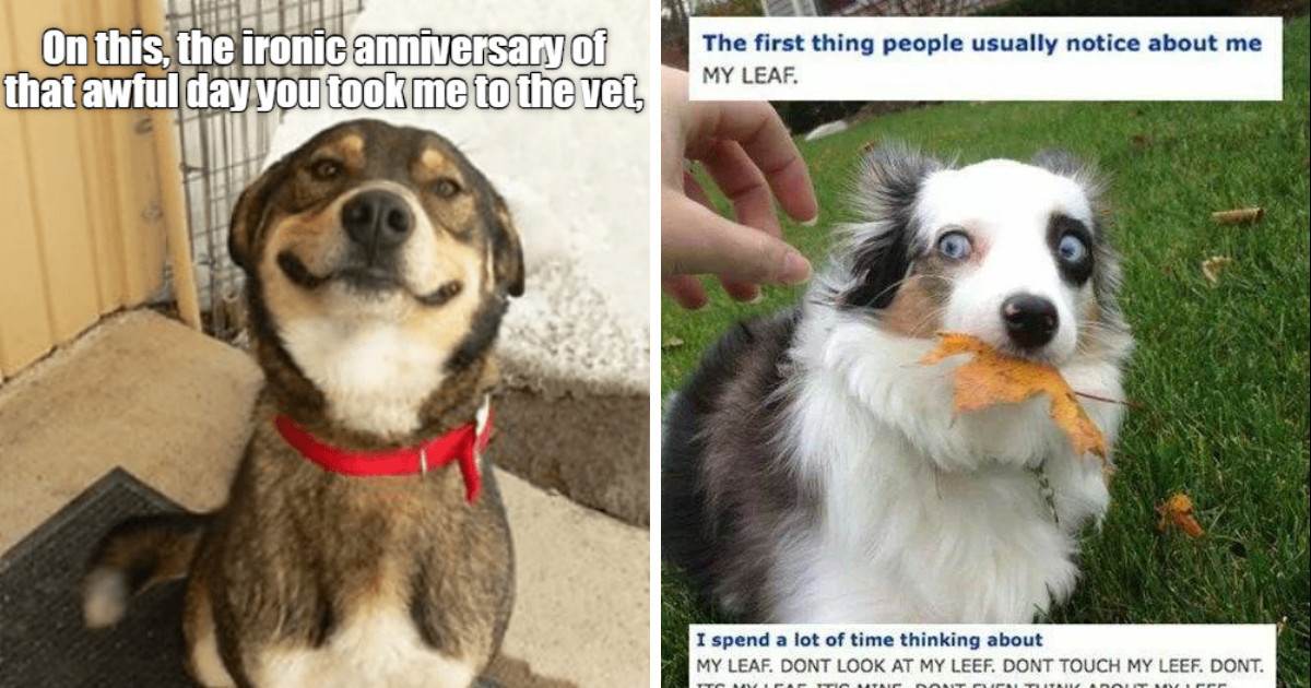 Dating Profile Style Memes That Accurately Describe All Of These Hilarious  Dogs