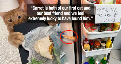 This Cat Has Gone Viral For Simply Giving His Owners Anxiety