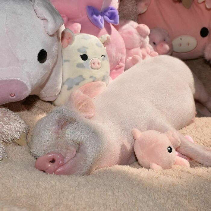 9. Pearl With Her Stuffed Toy Friends