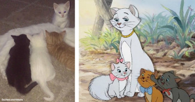 Cat Named Duchess Has Real-Life Litter of Disney's Aristocats