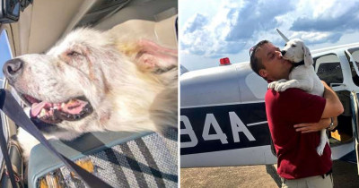 This Dog Was On His 'Freedom Flight' And He Just Couldn't Sit Still In His Seat