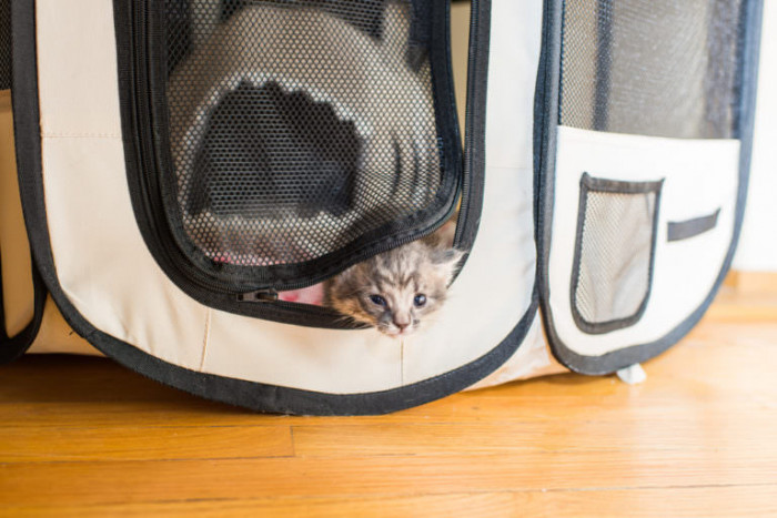 At first, the kittens spent a little while checking each other out from across the room.
