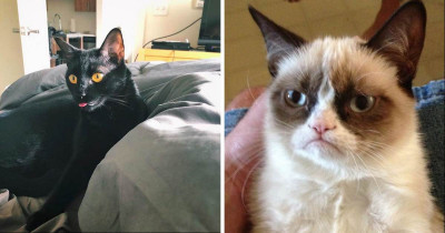 Science Explains The Cat 'Blep' Expression That Is Taking Over The Internet