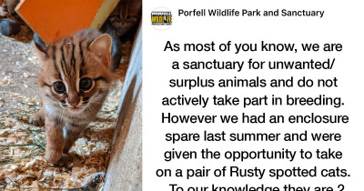Cat Sanctuary for Unwanted/Surplus Animals That Took in a Pair of Rusty-Spotted Cats Announces They Have Two Adorable Cubs