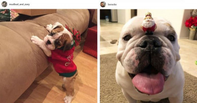 10+ Incredibly Cute Pictures of Mushy Bulldogs That Will Make You Go Aww