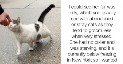 Stray Cat Begs Volunteers To Rescue Her And It's Seriously Precious