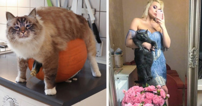 Cats That Were Caught In Hilarious Compromising Positions