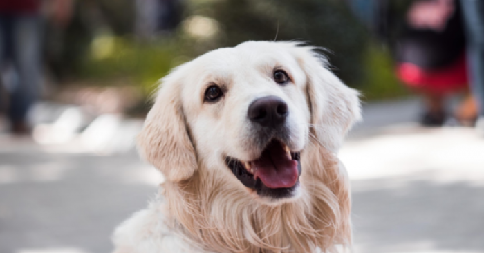 Shabaash is sure to have the best life, better than the one he had when he lived on the streets.