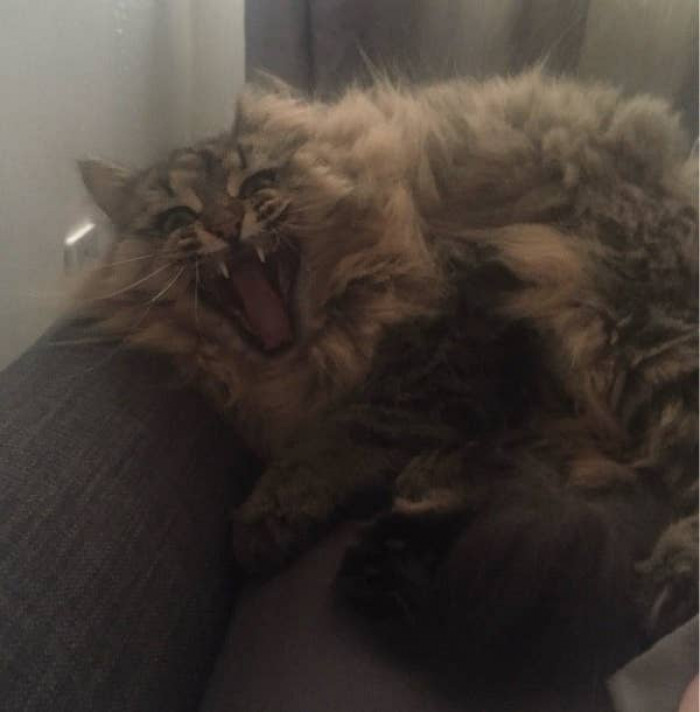 13. Never interrupt a cat's nap