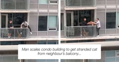 Hero Man Risks His Life to Save Cat Stuck on the Edge of a Building
