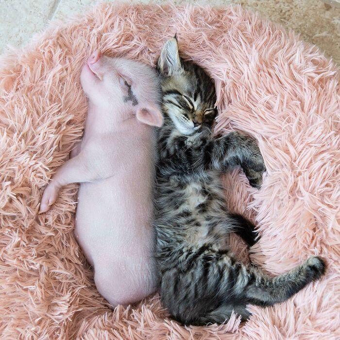 20. Foster Kitten And Piglet Enjoying Each Other's Presence