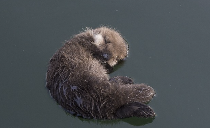 “Sometimes, she swam right up to the dock and left her pup floating on the water’s surface right in front of me while she foraged for food.”