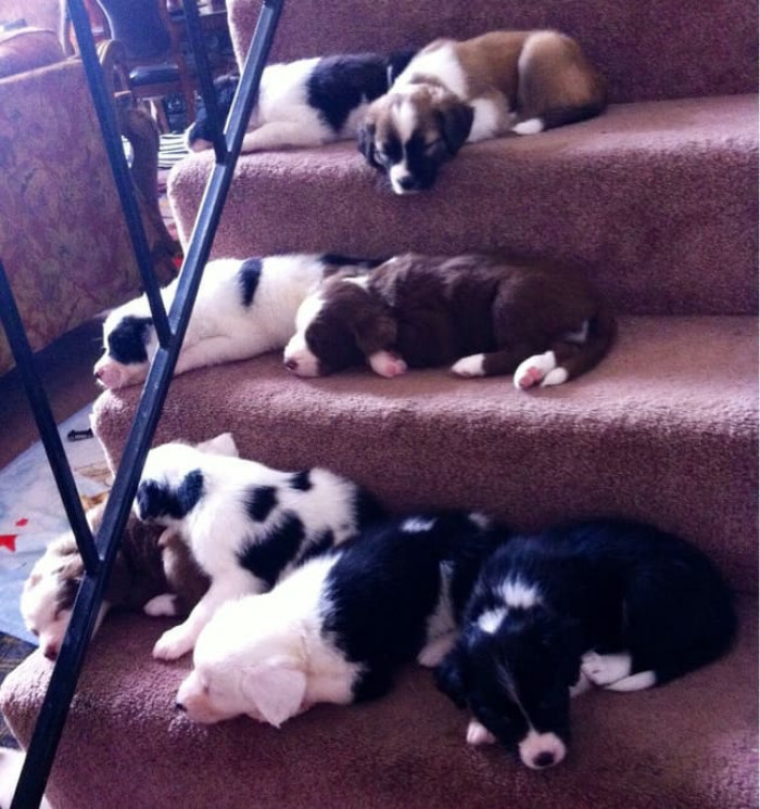 12. "The First Time Going Down the Stairs on Their Own. Apparently, the Trip Was Exhausting."