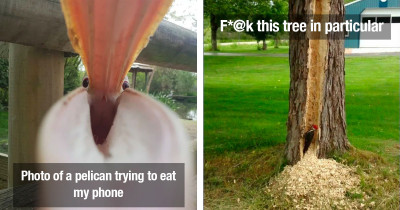 Birds Caught On Camera Acting Like Major Jerks Get Shamed Online