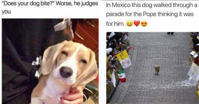 19 Dogs Are The Key To Proving The World Isn't Totally Misery