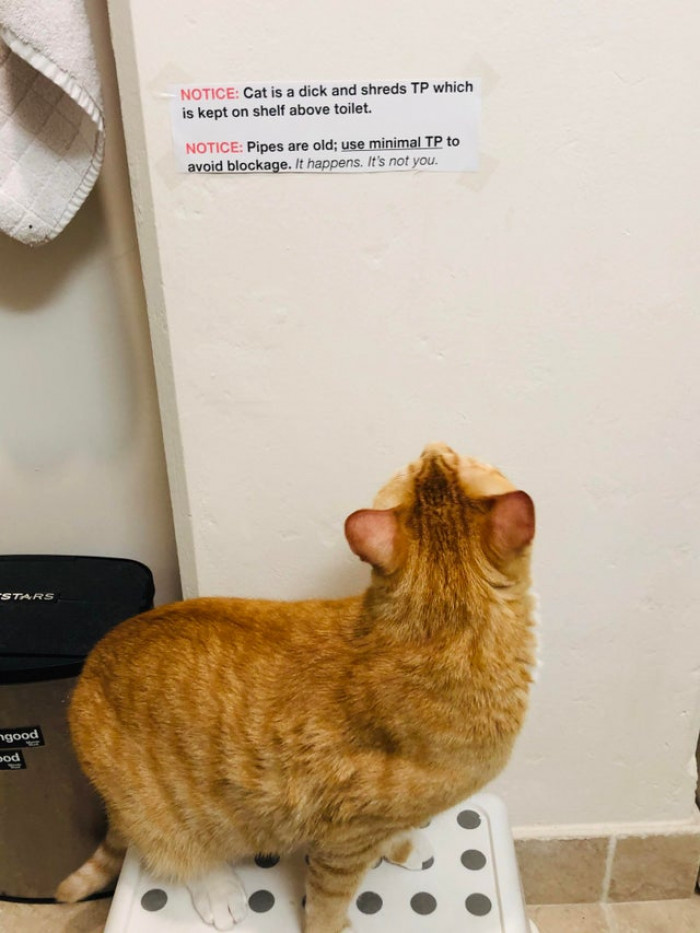 13. "Got locked out and had to use the neighbor’s toilet. Her cat followed me in to review a relevant notice."