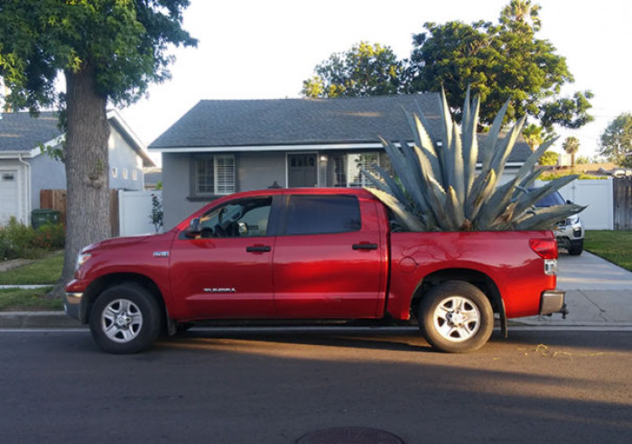 #37 For The Past Two Days, My Neighbor Has An Agave Plant In His Truck. He's Been Watering It And Everything. I Haven't Had The Courage To Ask Him Why Yet