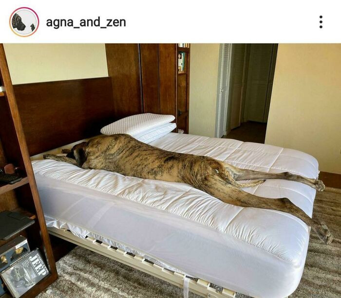 36. "Giant Splooter"