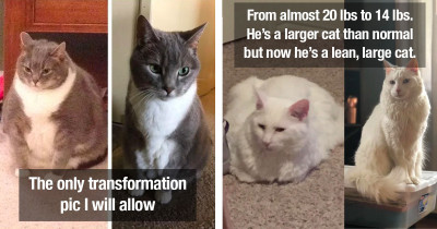 Cats That Used To Be Mega-Chonkers But Ended Up Losing All That Extra Weight