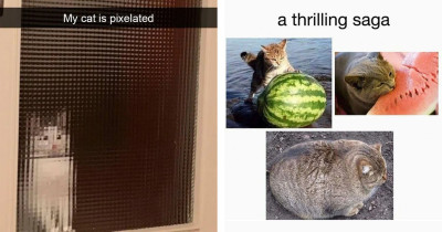 Cat Memes From Reddit That'll Add Many Years To Your Lifespan