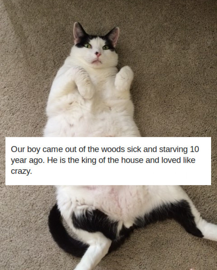 13. It's hard to believe so much happy fluff was once starving!