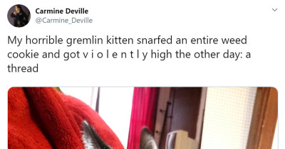 Cat Got "Violently High" After Stealing and Eating Her Human's Weed Cookie